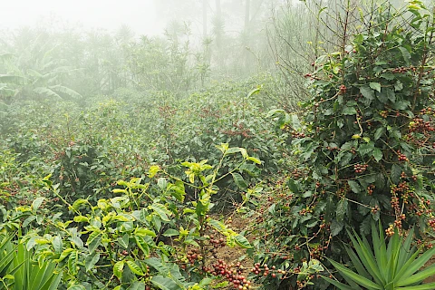 Parzelle in Honduras
